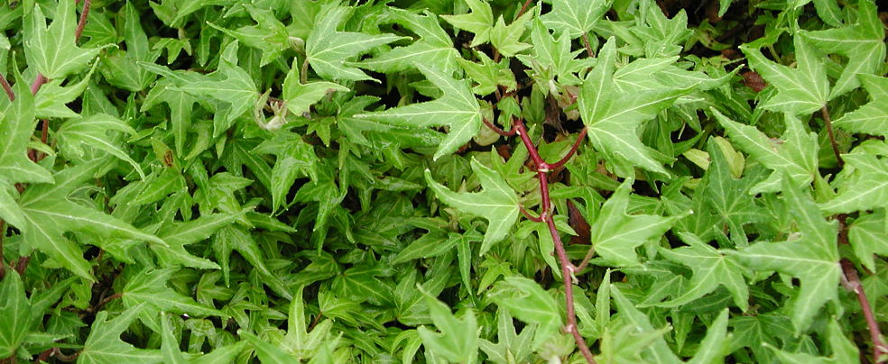 HEDERA DYNNI