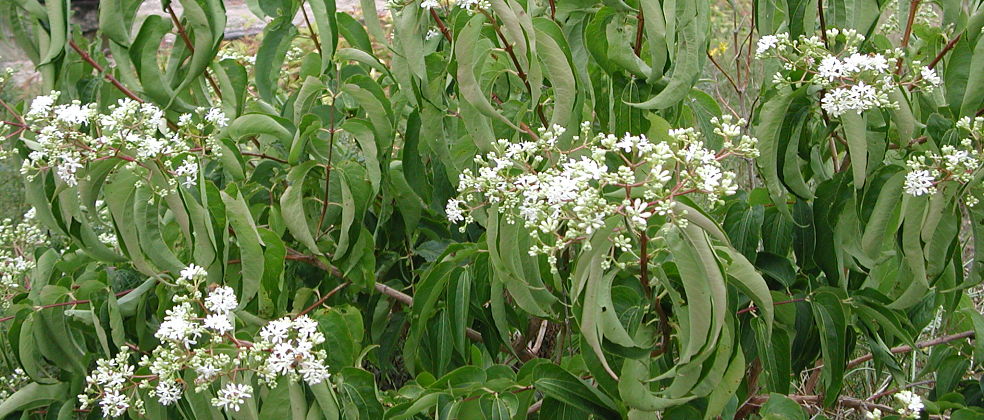 HEPTACODIUM