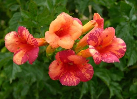 campsis orangeade