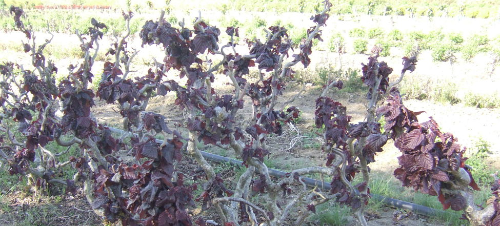 corylus red majestic