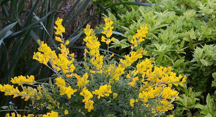 cytisus phebus red