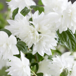 Philadelphus pearls of perfume