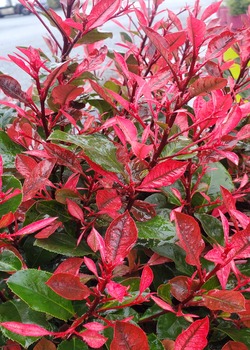 Photinia fraseri Little Fenna