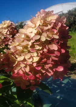 hydrangea mont fuji