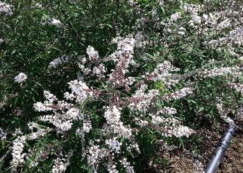 vitex silver spire