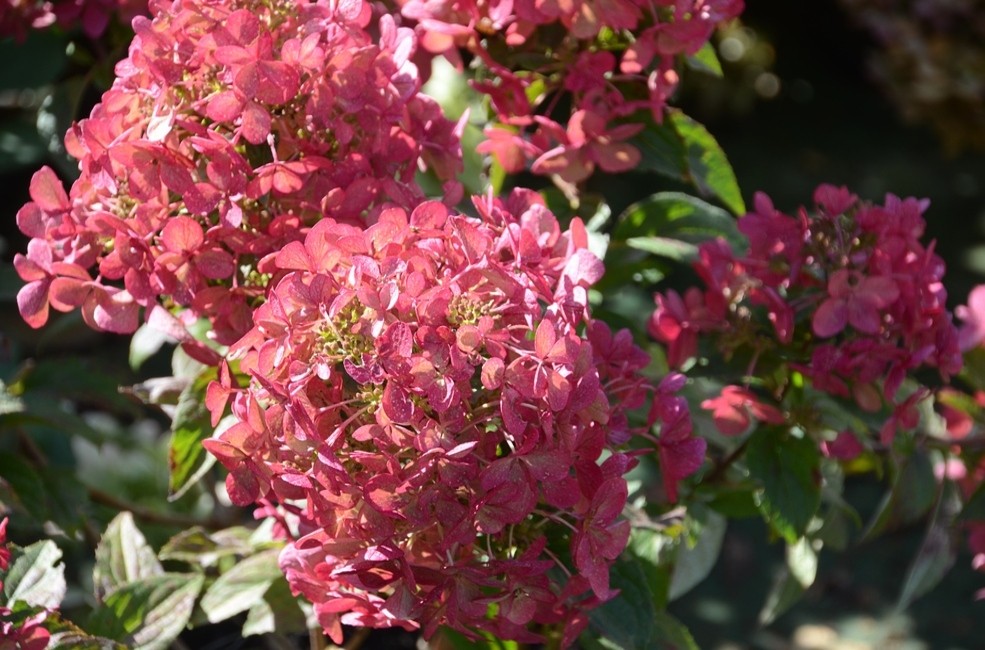 HYDRANGEA PETITE STAR